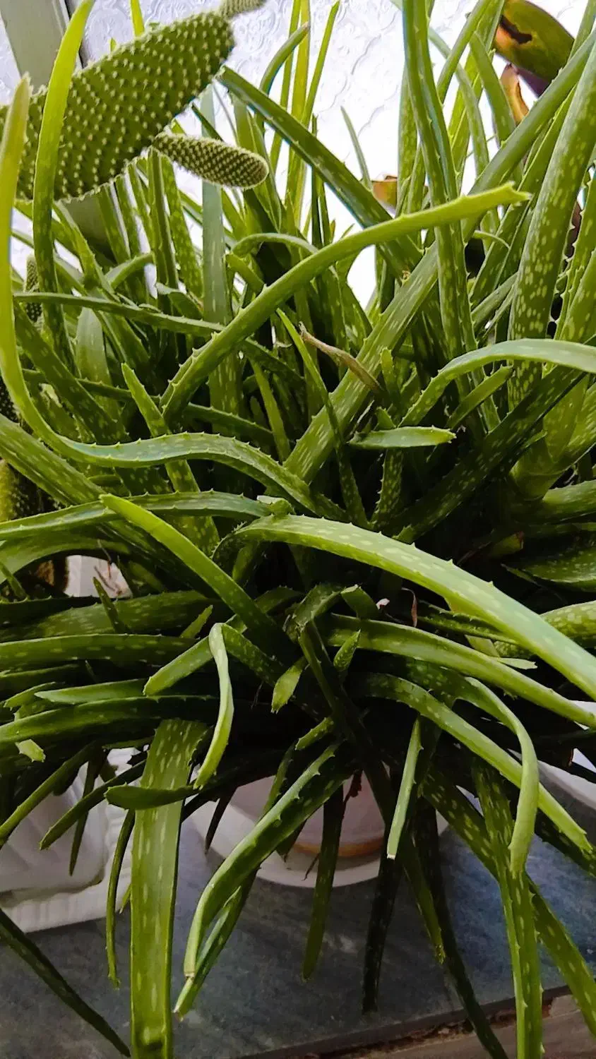 گل های بسیار شاداب|گل و گیاه طبیعی|خوی, |دیوار