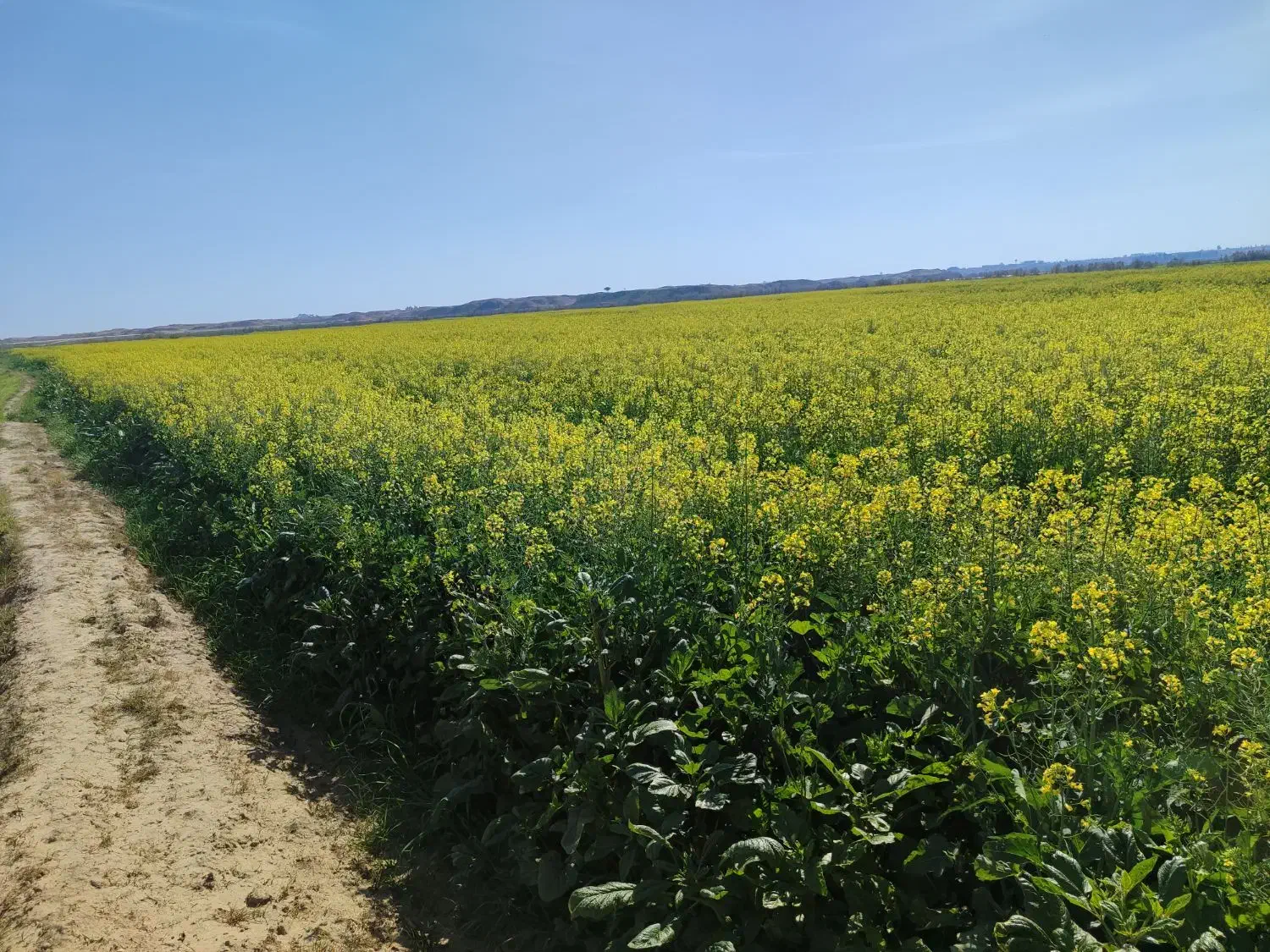 اجاره چهار هکتار زمین کشاورزی کرخه الجزایر|اجارهٔ دفتر صنعتی، کشاورزی، تجاری|کرخه, |دیوار
