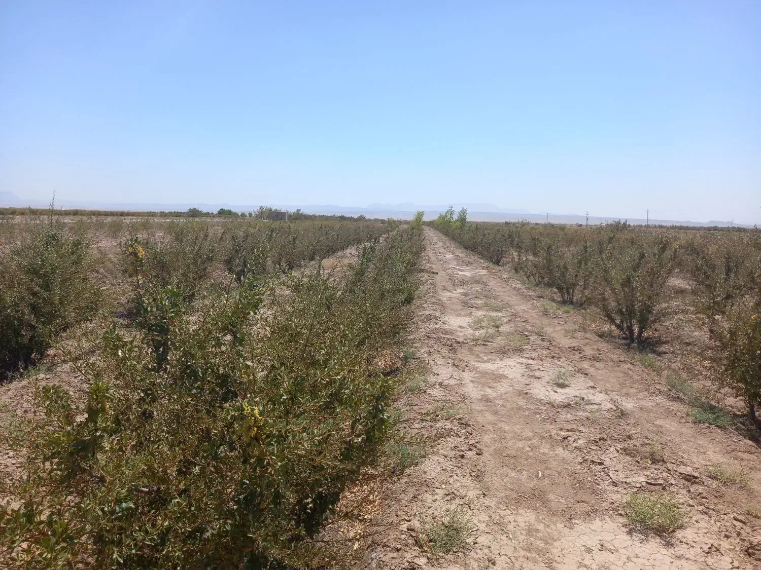 سه ساعت آب کشاورزی همراه با ۴۵۰ نهال زرشک ۱۶ ساله|فروش دفتر صنعتی، کشاورزی، تجاری|سده (خراسان جنوبی), |دیوار