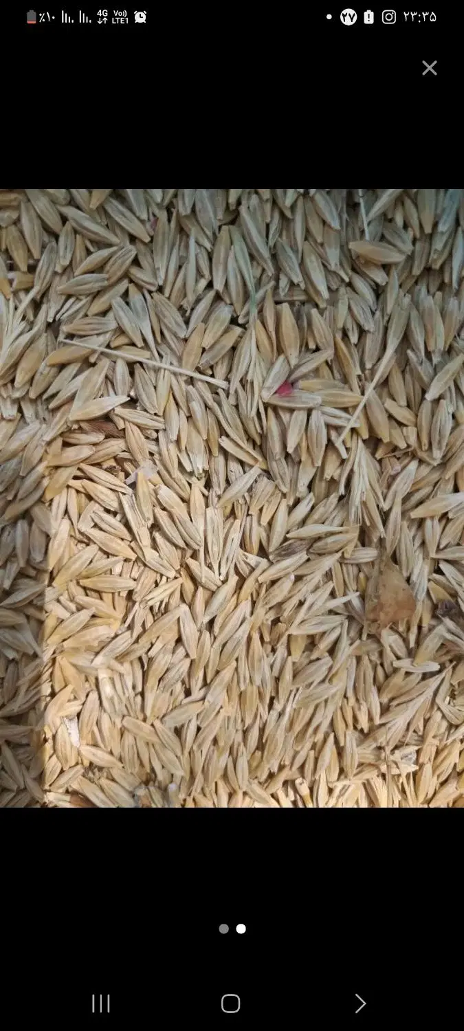 جو دیم|خوردنی و آشامیدنی|اسدآباد, |دیوار