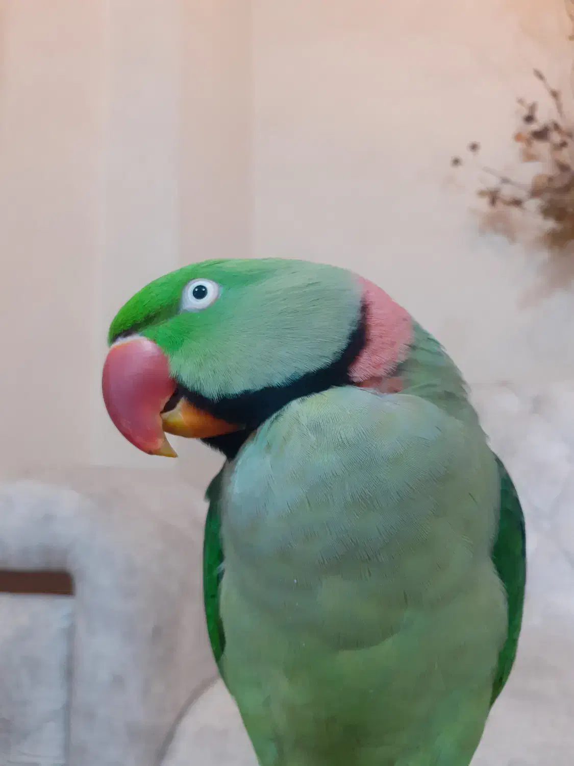 طوطی ملنگو سبز رنگ گمشده|پرنده|دره شهر, |دیوار