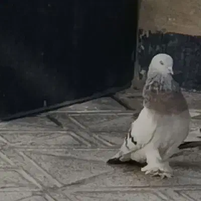 گمشده کبوتر|حیوانات|ایلام, |دیوار