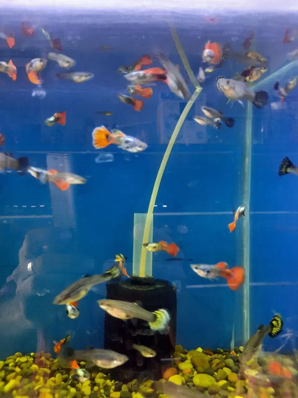 ماهی گوپی|ماهی|گرگان, |دیوار