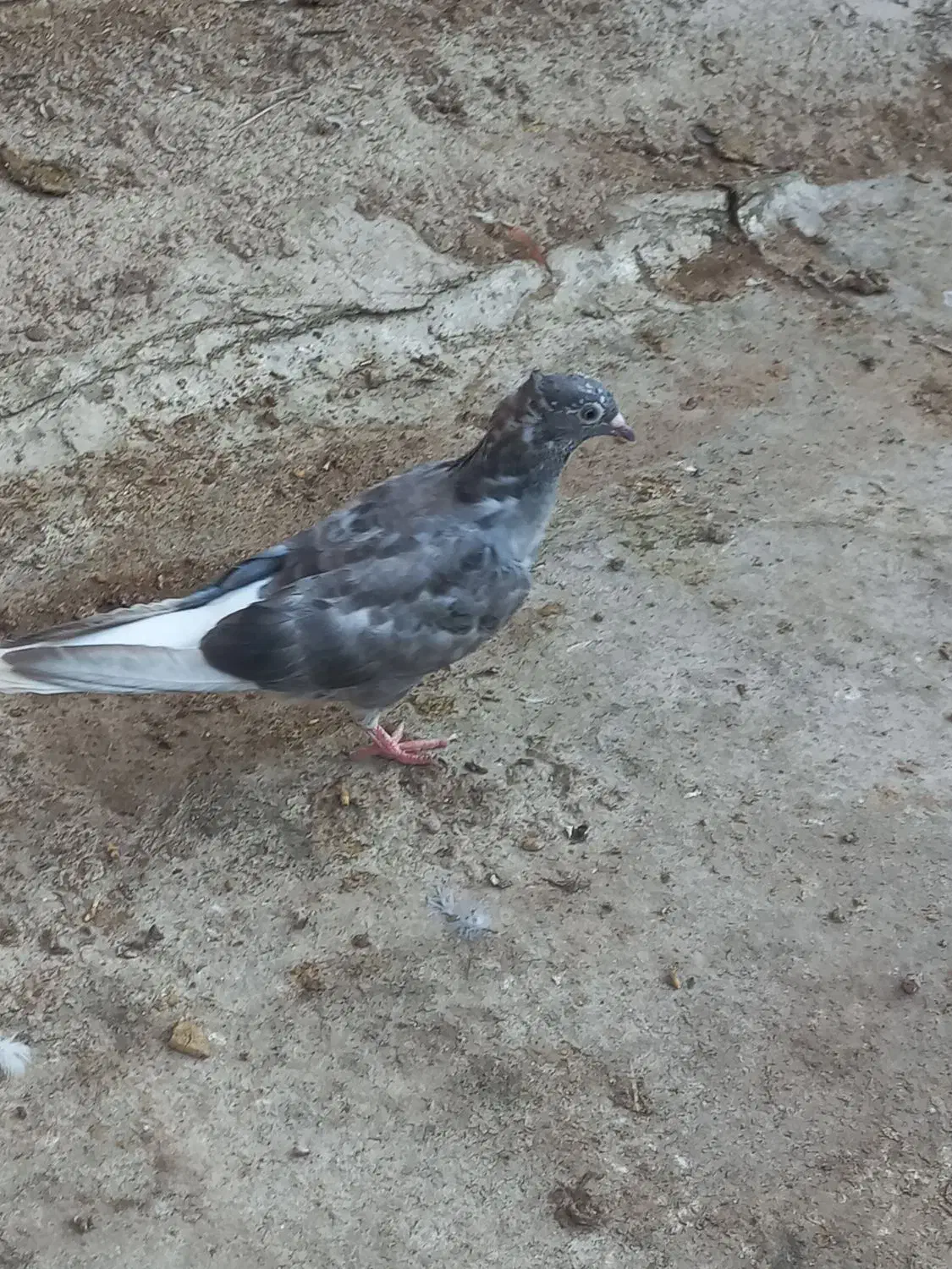 کبوتر جوجه دمسفید|پرنده|کارون, |دیوار