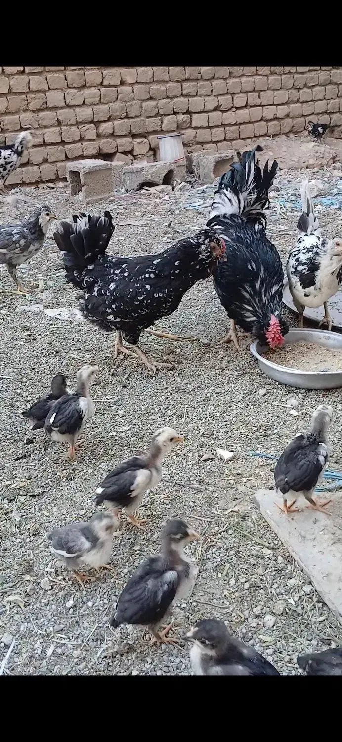 تخم مرغ نطفه دار گلین نسیم شهر|حیوانات مزرعه|بهارستان, |دیوار