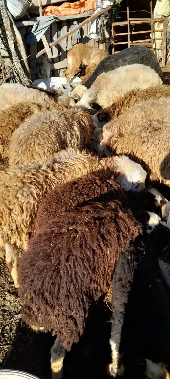 فروش گوسفند|حیوانات مزرعه|سورک, |دیوار