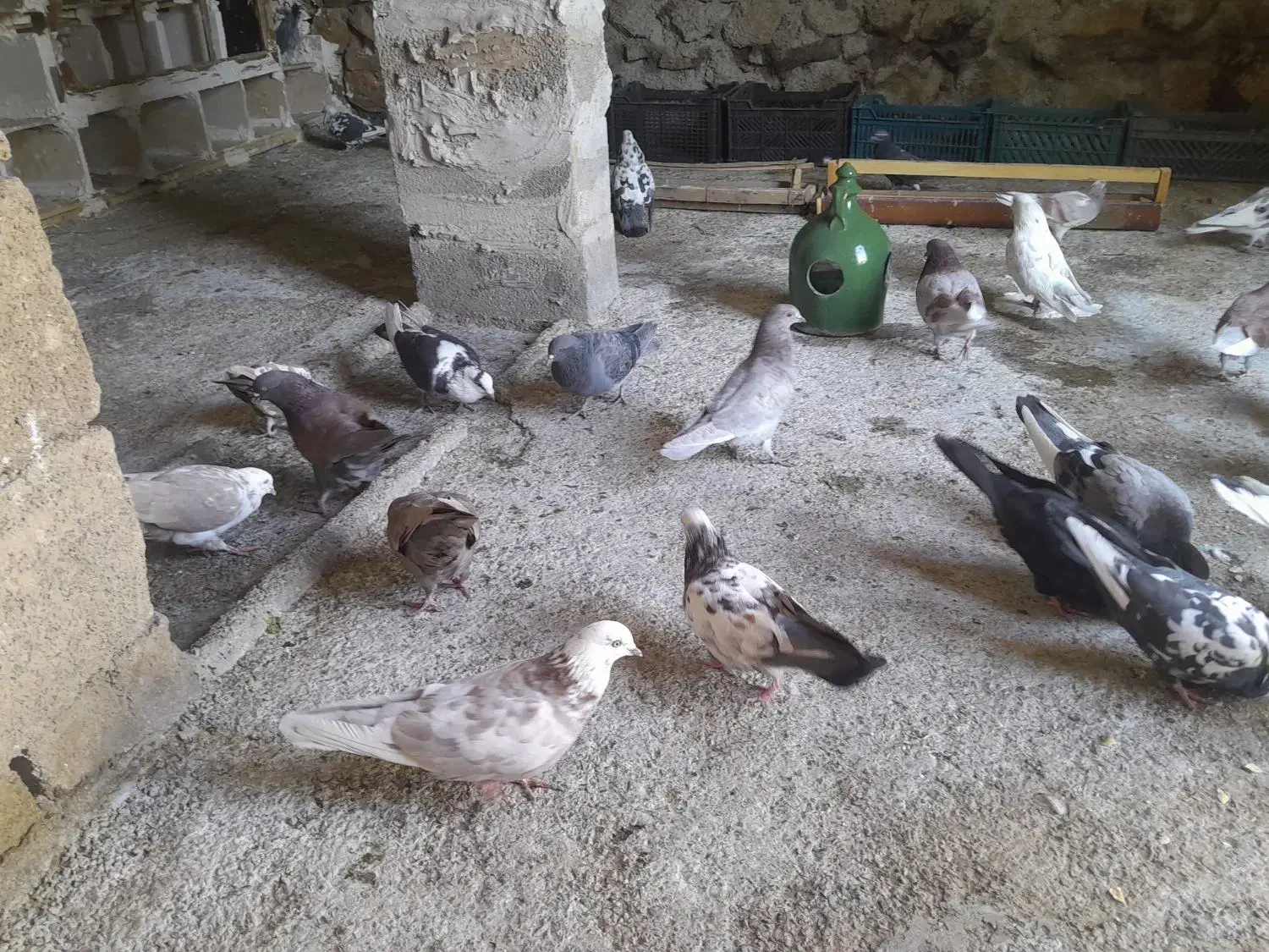 کبوتر|پرنده|بدره, |دیوار