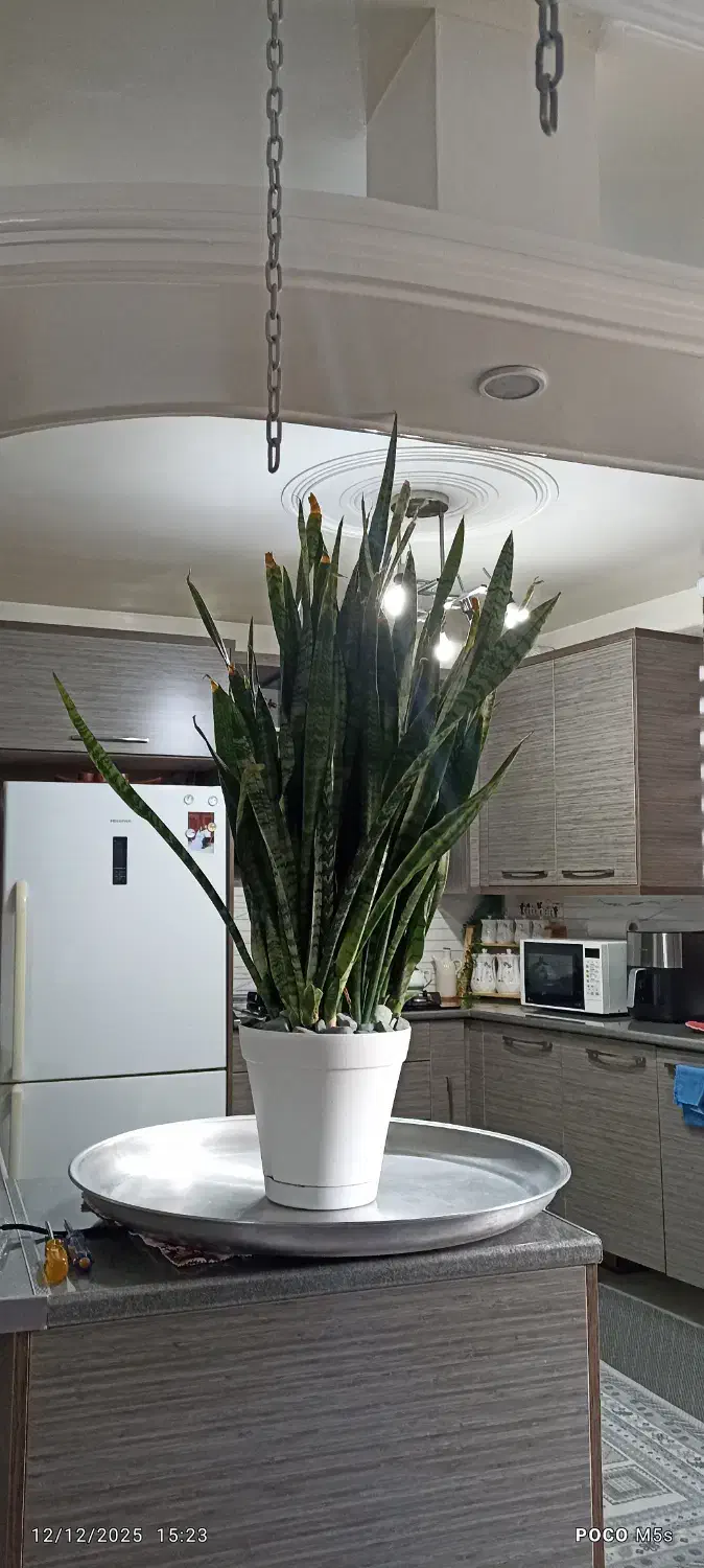 گلدان سانسوریا یک متری کاملا پر پاجوش سالم و سرحال|گل و گیاه طبیعی|تهران, وصفنارد|دیوار