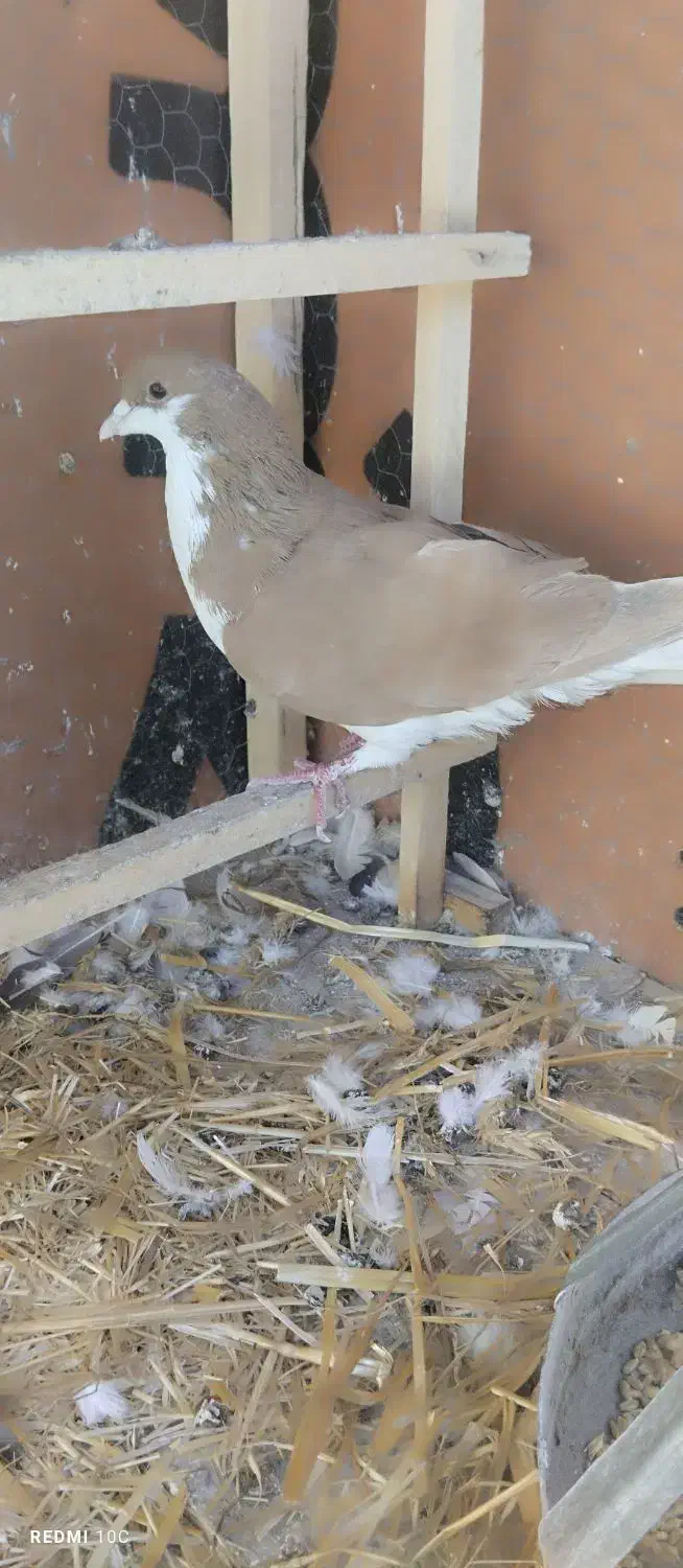 چپ زرد|پرنده|نیشابور, مدرس|دیوار