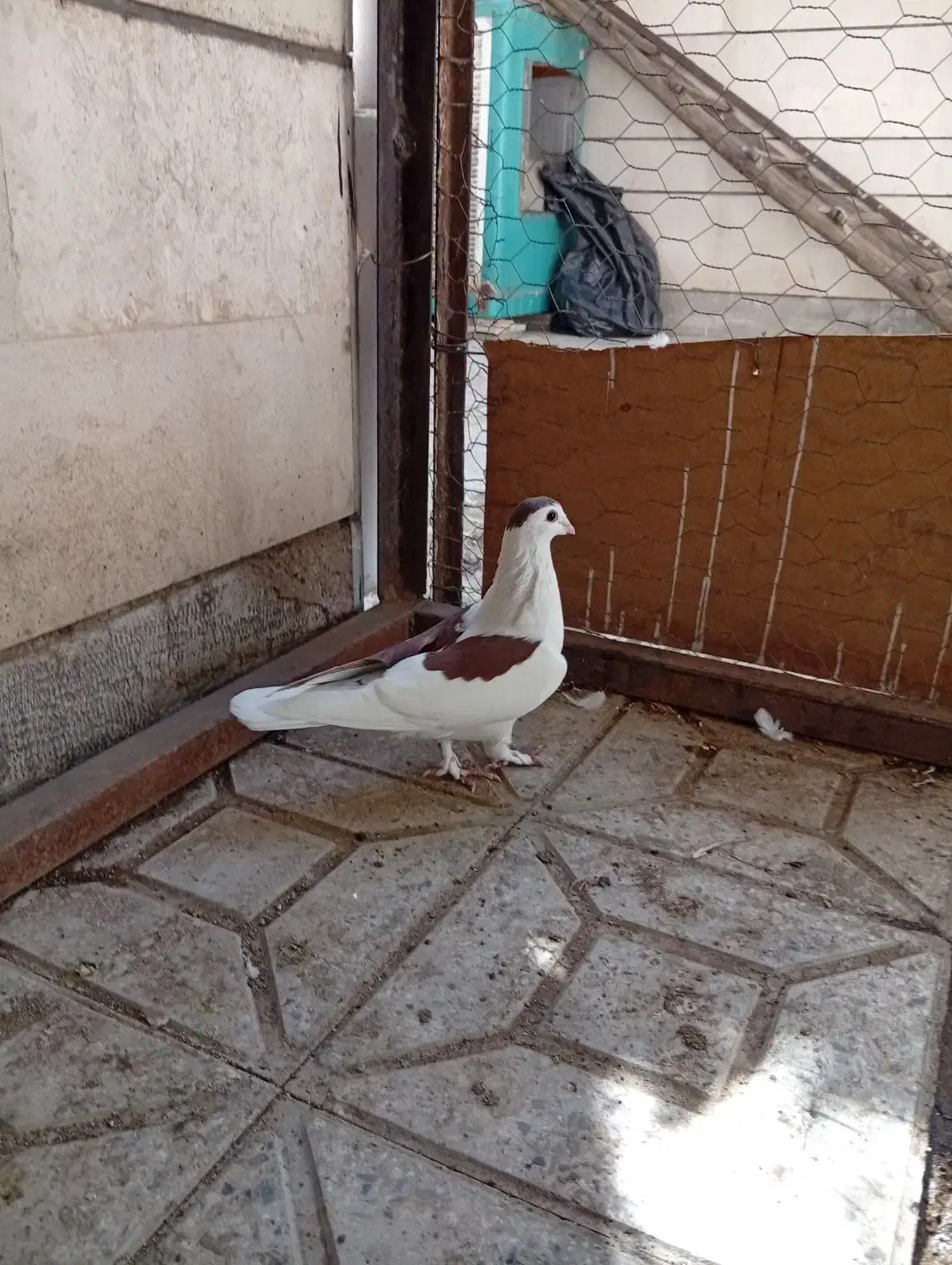 کفتر باخت رفته سمت غیاث اباد هادی اباد|پرنده|قزوین, |دیوار