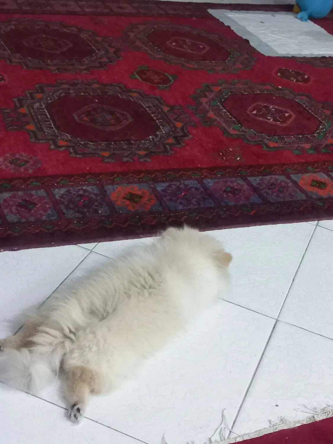 فرش دستباف|فرش|مشهد, وکیلآباد|دیوار