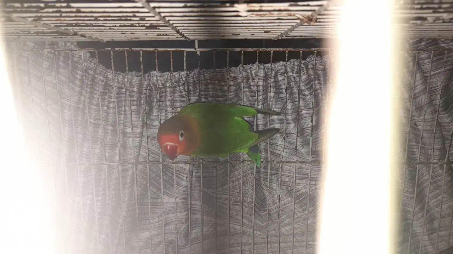 طوطی کوتوله بریزلی|پرنده|بندرعباس, |دیوار