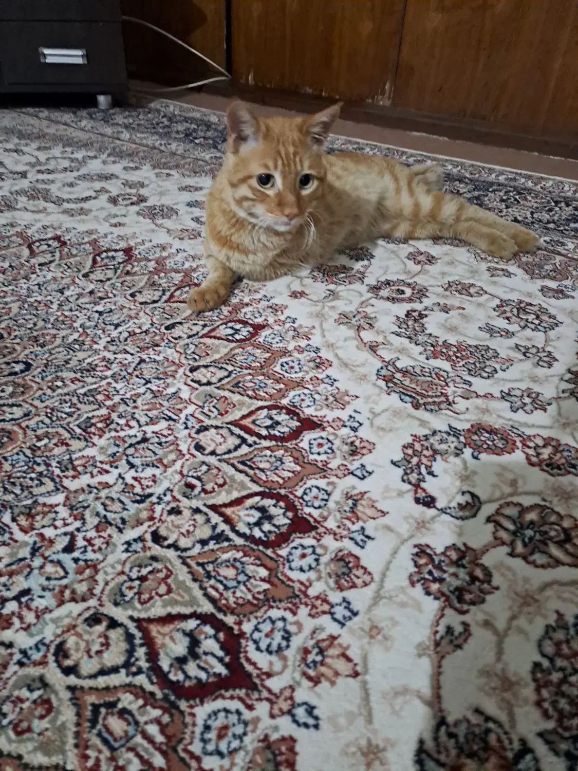 گربه زرد رنگ|گربه|مینودشت, |دیوار