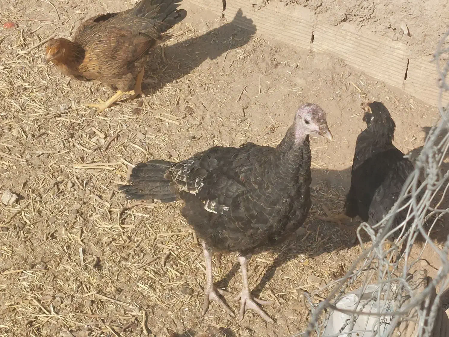 اردک اسرائیلی، بوقلمون|حیوانات مزرعه|سمنان, |دیوار