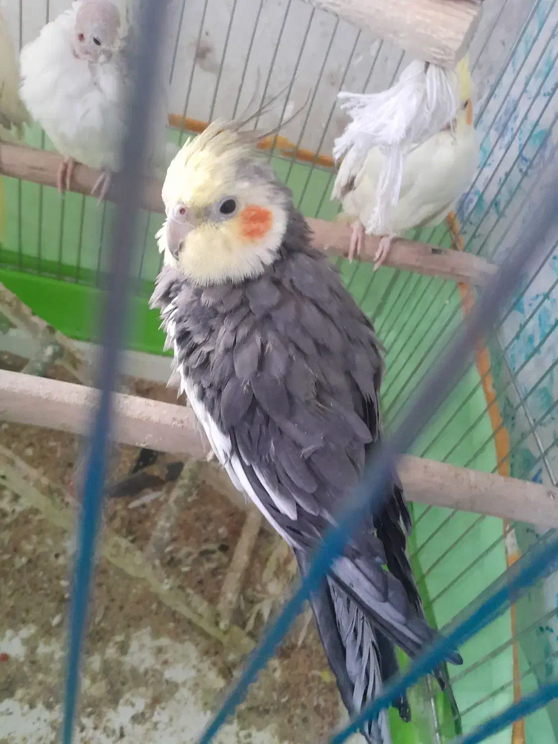 عروس هلندی فروشی|پرنده|سمنان, |دیوار