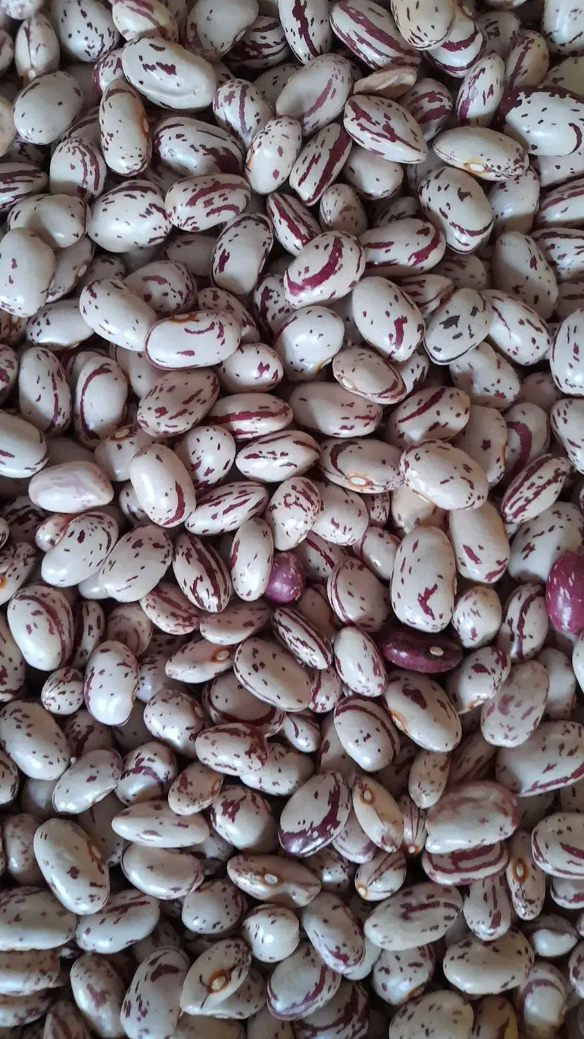 لوبیا چیتی (کپسولی) تمیز و رنگ دار محصول امسال|خوردنی و آشامیدنی|سراب, |دیوار