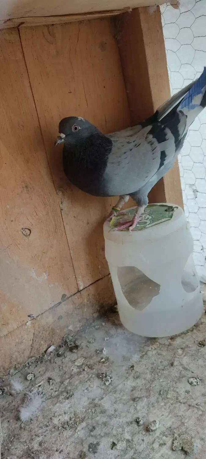 کبوتر غریبگیری|پرنده|تهران, شادآباد|دیوار