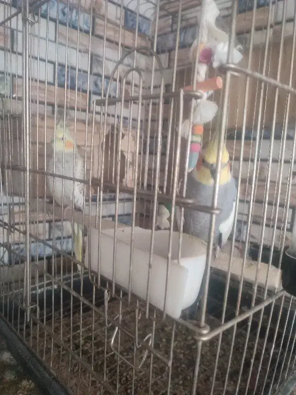 عروس هلندی بالغ|پرنده|گرمسار, |دیوار