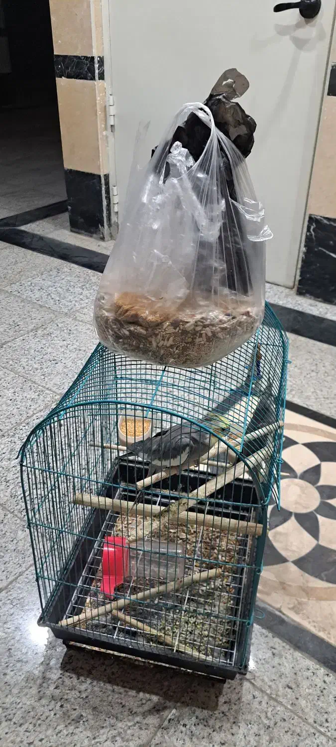 عروس هلندی نر ماده مرغ عشق کاسکو طوطی|پرنده|ری, صفاییه (چشمه علی)|دیوار