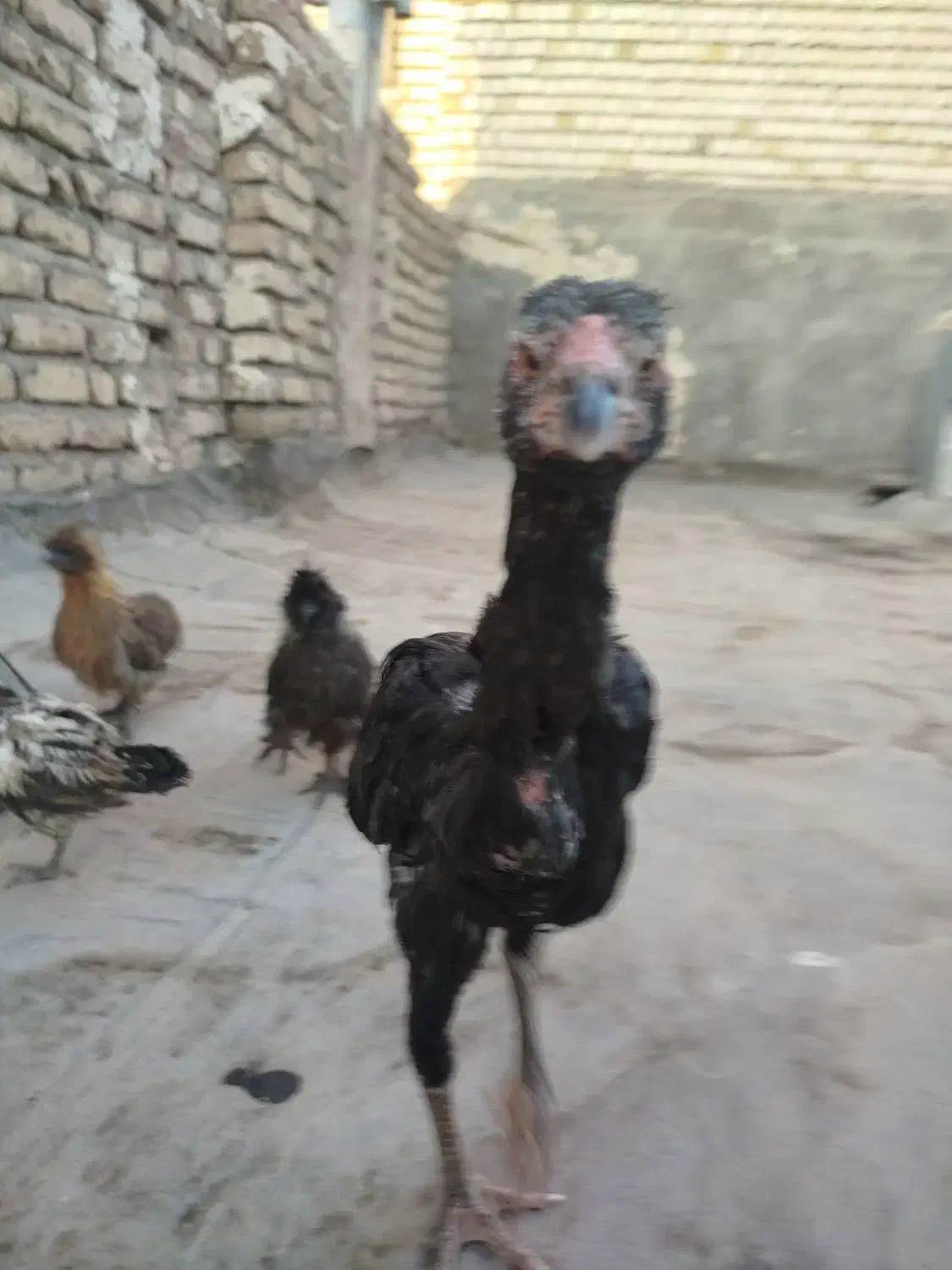 مرغ و خروس|حیوانات مزرعه|مشهد, کریم آباد|دیوار