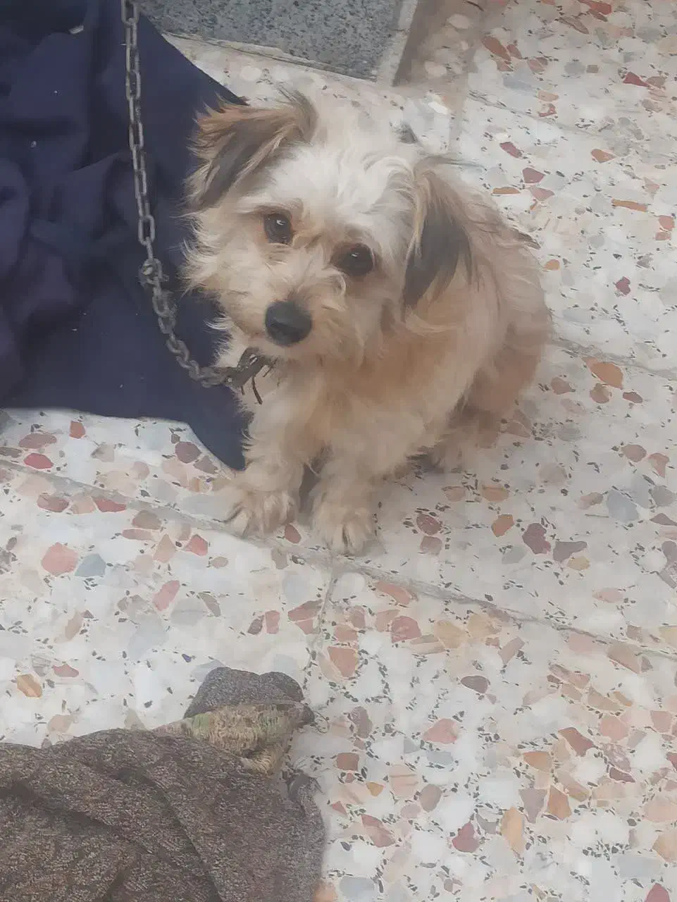 سگ ارمیه بخاطرکم جایی برافروش گزاشتم|سگ|کاشان, شهدا|دیوار