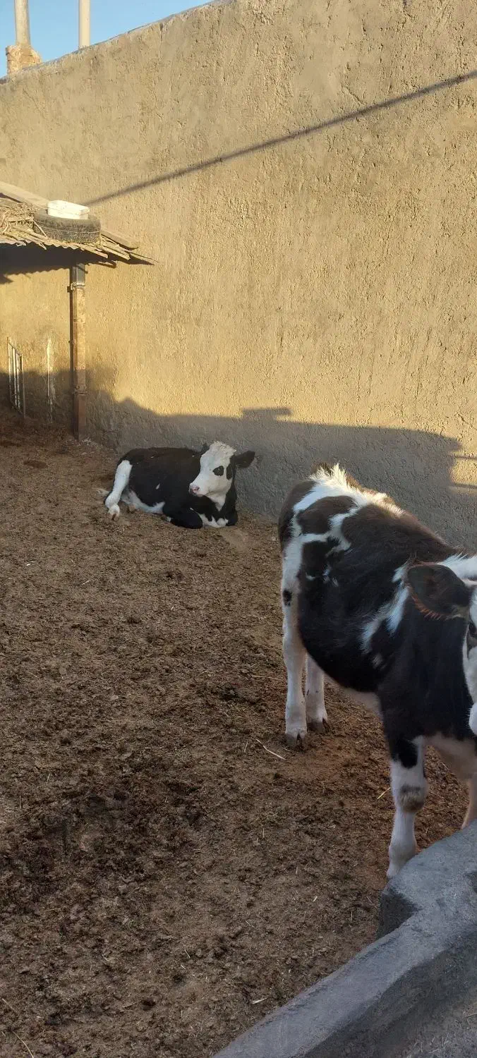 ۲راس سیمنتال ماده ۲۵۰ کیلویی|حیوانات مزرعه|شال, |دیوار