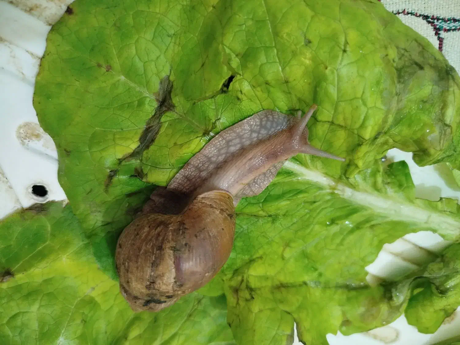 حلزون مولد|خزنده|شیراز, مسلم|دیوار