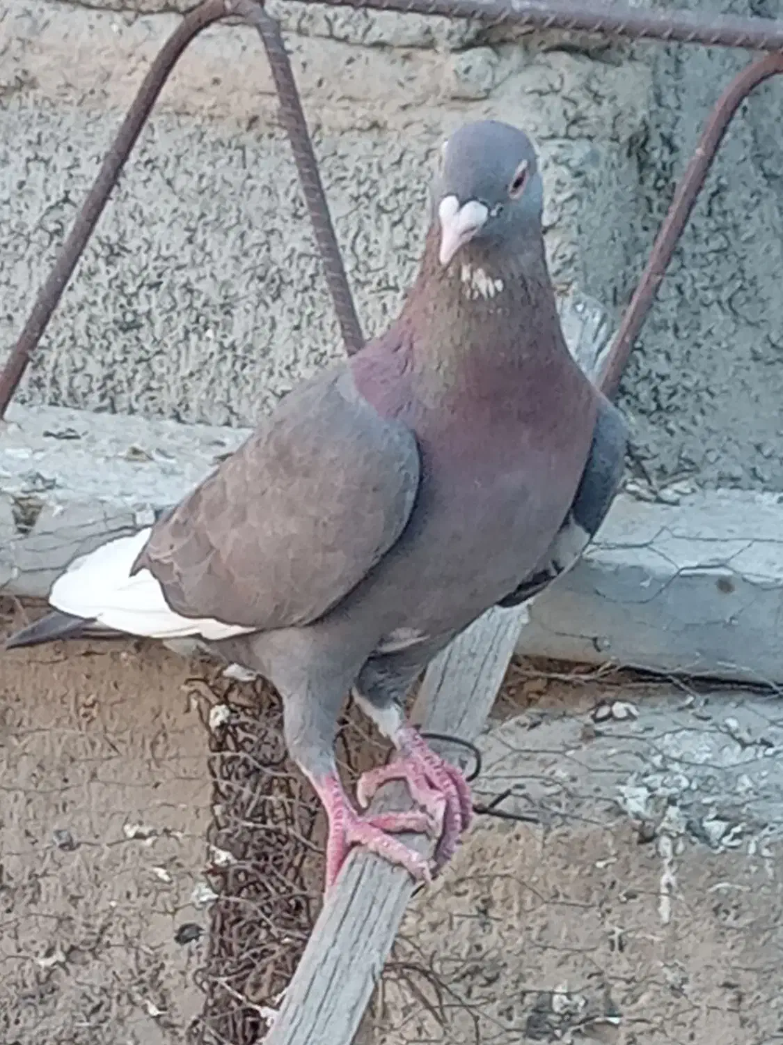 پلاکی مسافتی|پرنده|کهنوج, |دیوار