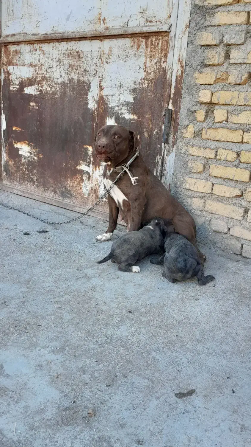 حیوانات|سگ|بیلوار, |دیوار