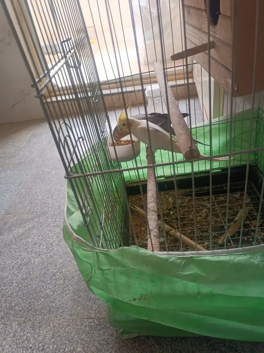 عروس‌هلندی|پرنده|ایوانکی, |دیوار