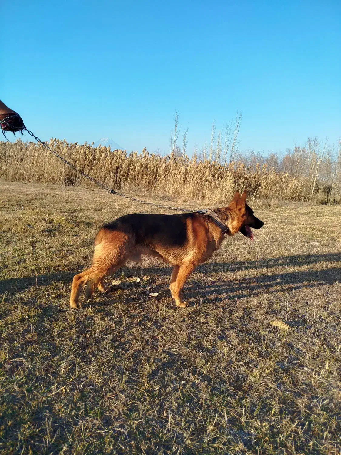 ژرمن شپرد|سگ|ماکو, |دیوار