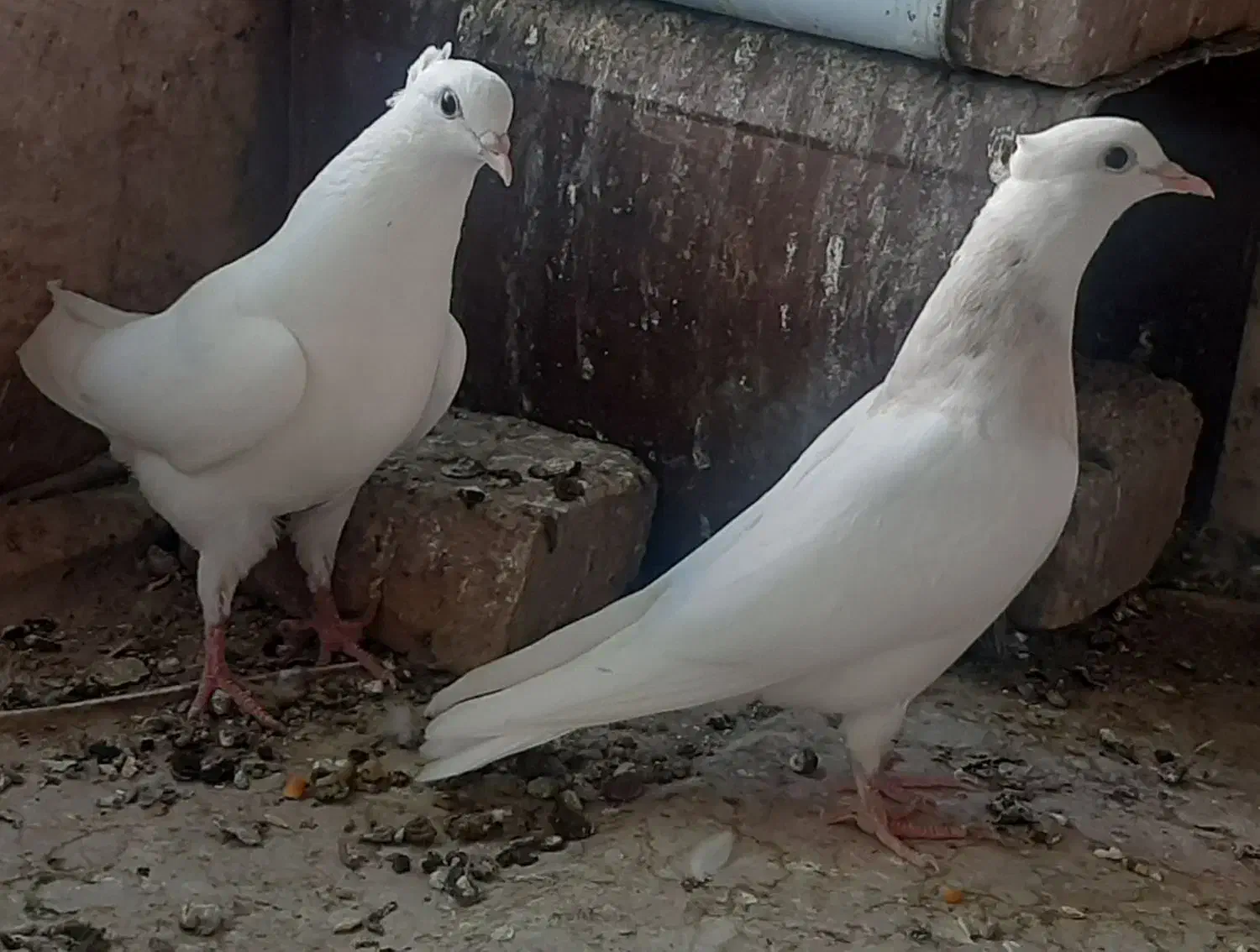 جفت طوقی سرور مهر|پرنده|اردکان, |دیوار