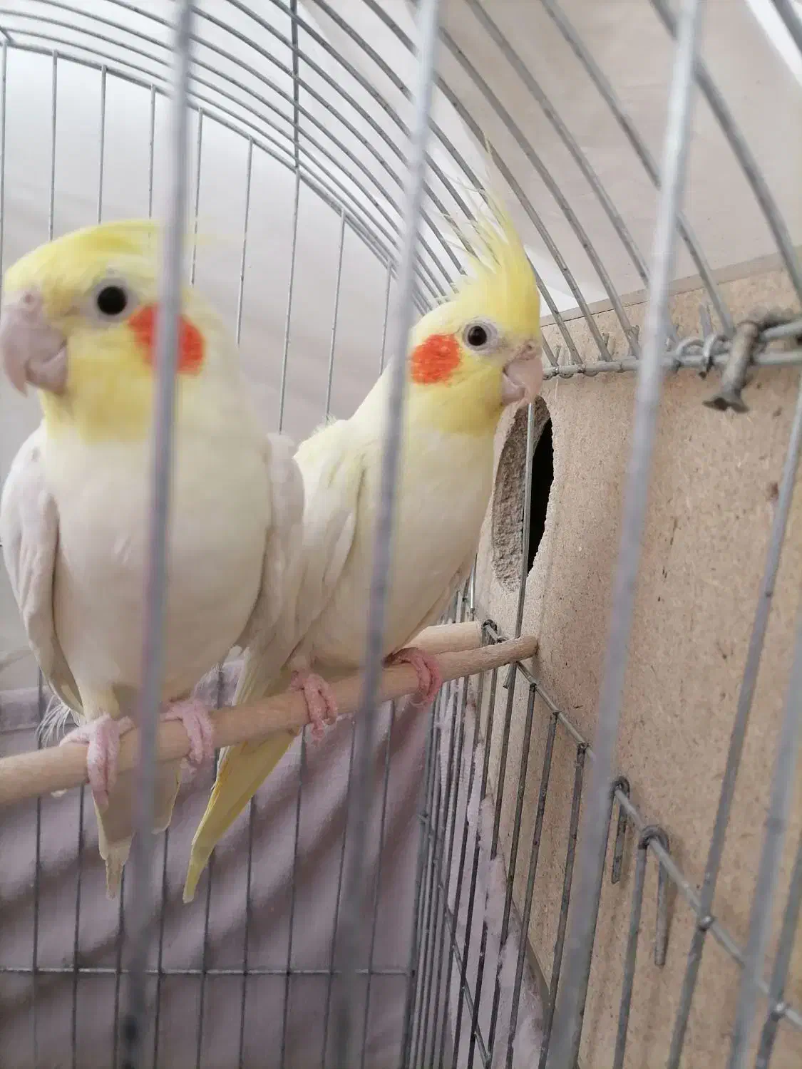 عروس هلندی لوتینو|پرنده|اردکان, |دیوار