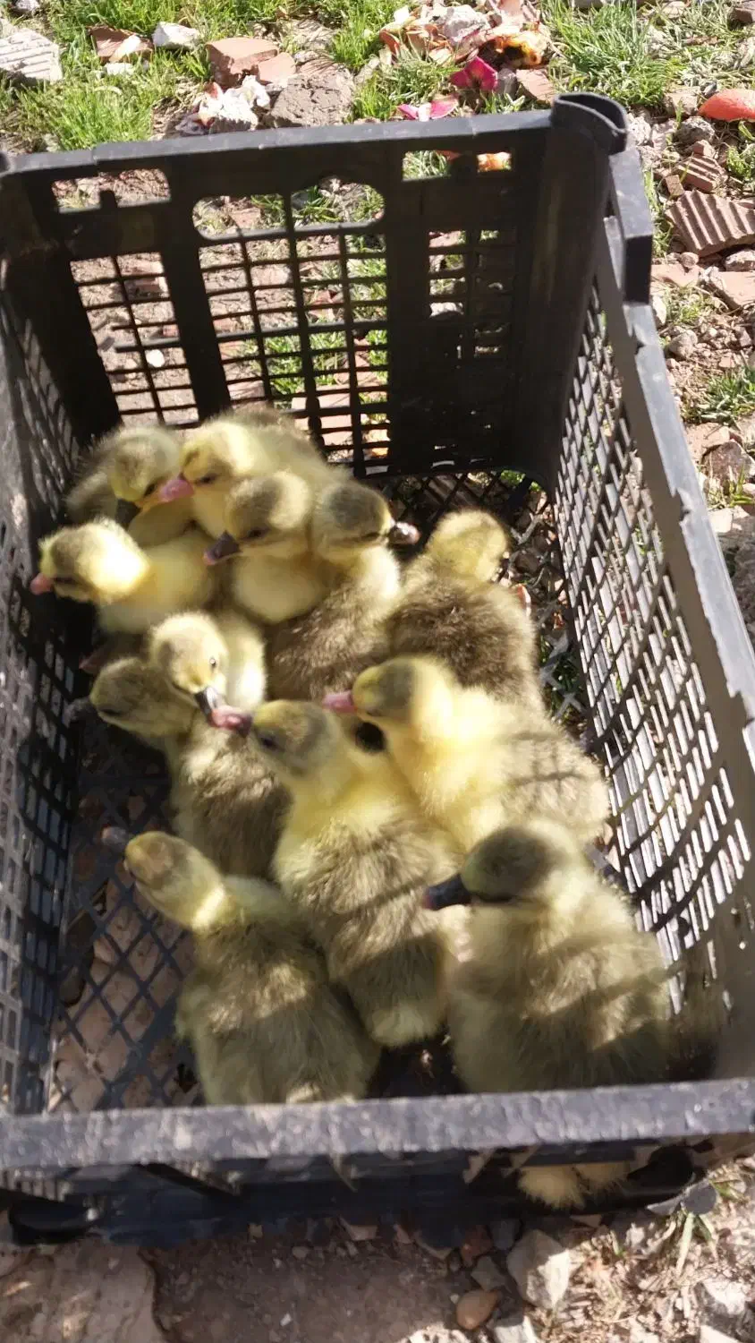 جوجه غاز دورگ درشت|حیوانات مزرعه|ساری, |دیوار