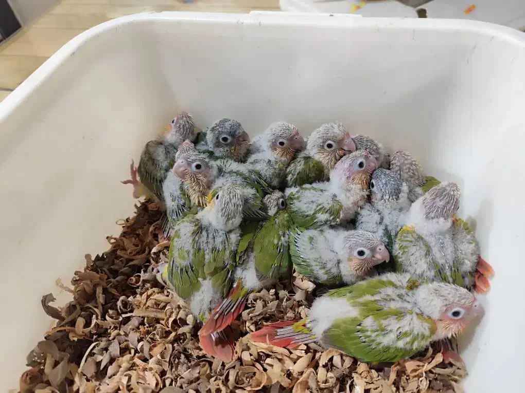 انواع طوطی سرلاکی گرینچیک با کیفیت بالا|پرنده|قائمشهر, |دیوار