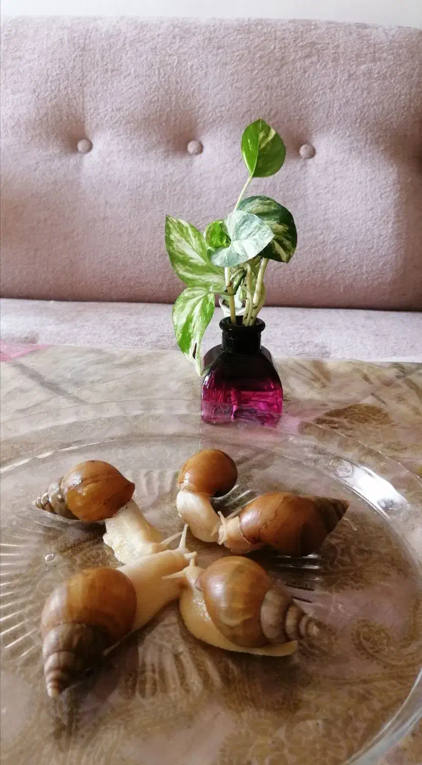 فروش حلزون آلبینو|خزنده|اصفهان, باغ فردوس|دیوار