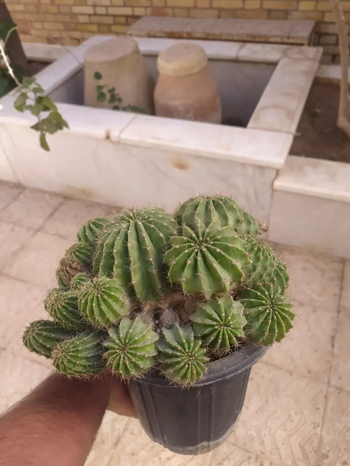 کاکتوس|گل و گیاه طبیعی|یزد, |دیوار