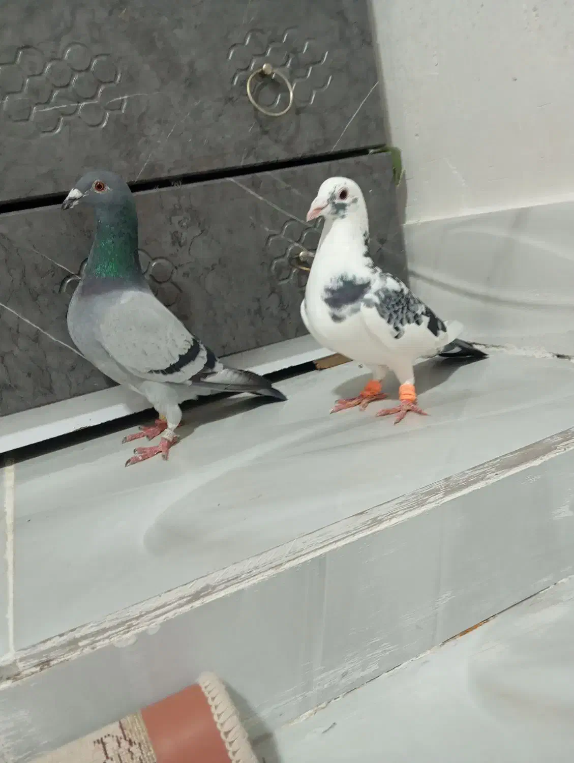 دوتا گرفتی درجه یک|پرنده|کوهمره, |دیوار