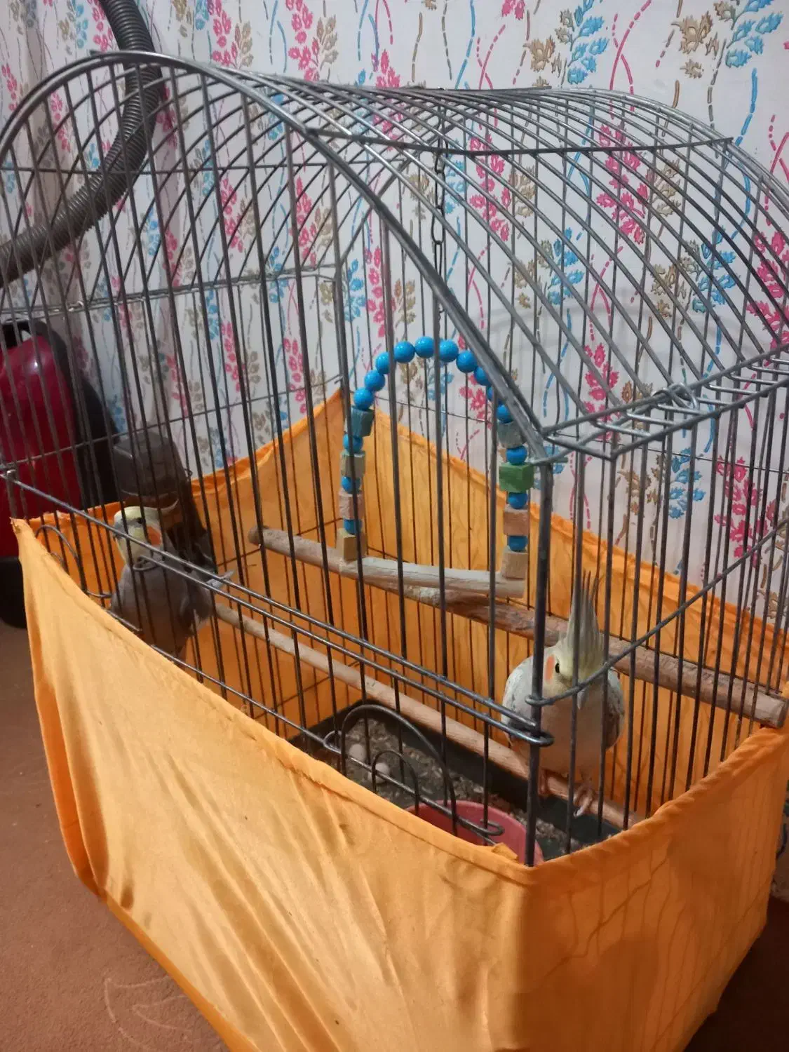 عروس هلندی نر و ماده تخم گذار|پرنده|قزوین, |دیوار