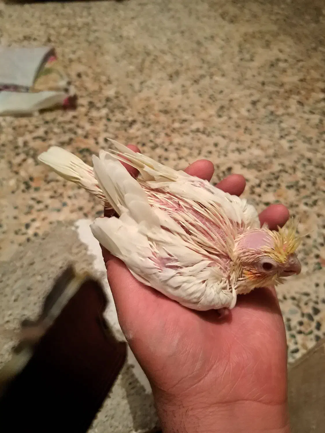 فروش جوجه عروس هلندی  لتینو سرلاکی قیمت 450|پرنده|دوگنبدان, |دیوار