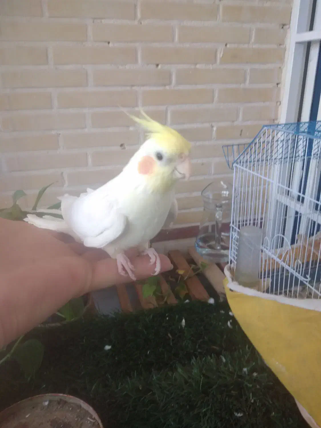 عروس دستی|پرنده|قنوات, |دیوار