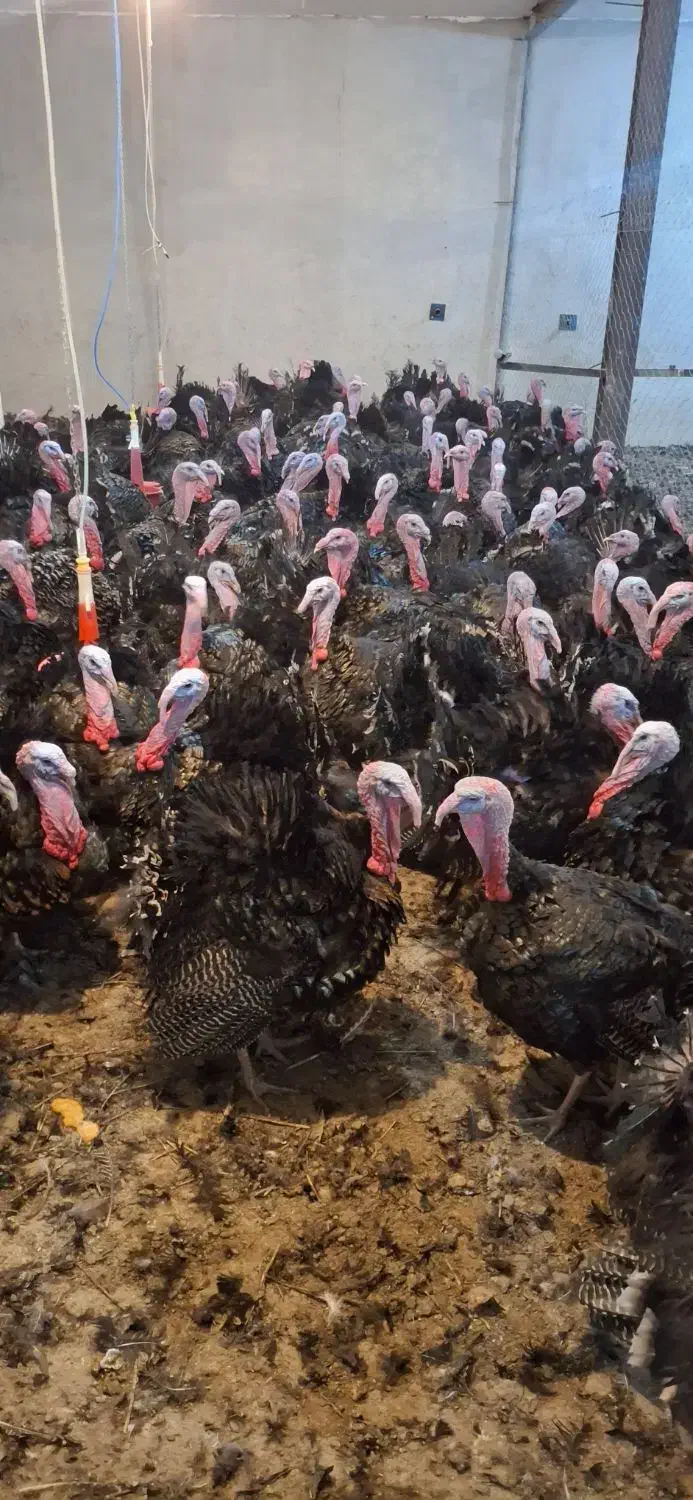 بوقلمون برنز ماده آماده تخم گذاری و نر چاق|حیوانات مزرعه|سبزوار, چهارراه فرودگاه|دیوار