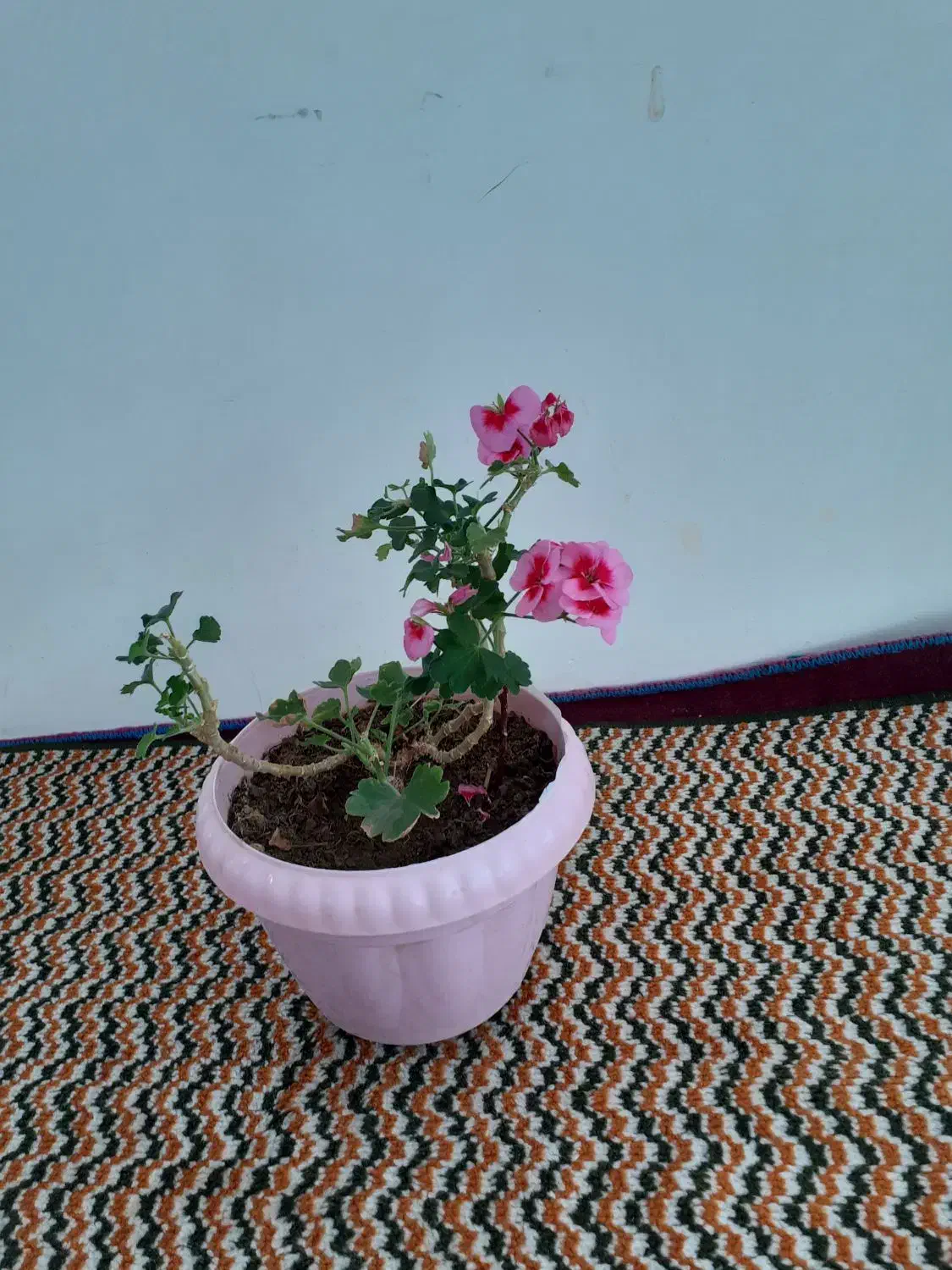 گل خانگی|گل و گیاه طبیعی|اردبیل, |دیوار