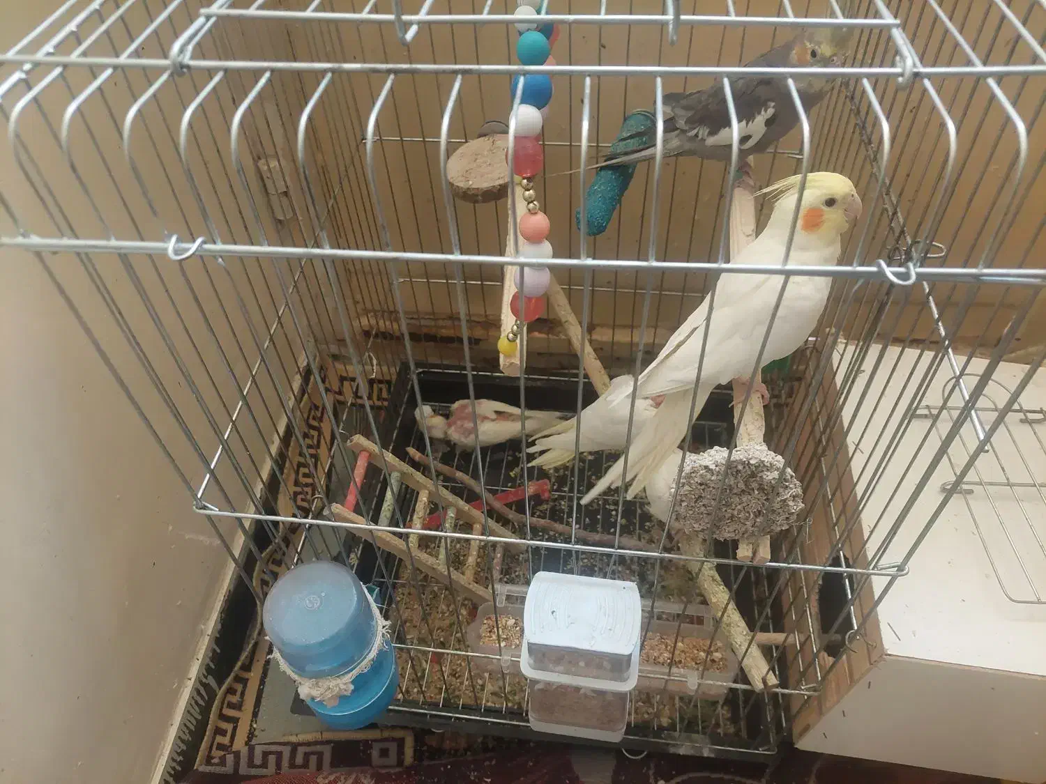 پرنده خونگی|پرنده|دهلران, |دیوار