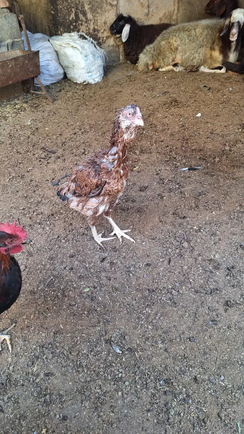 مرغ لاری|حیوانات مزرعه|رامیان, |دیوار