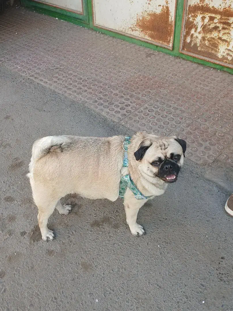 سگ پاگ|سگ|ورامین, خیر آباد|دیوار