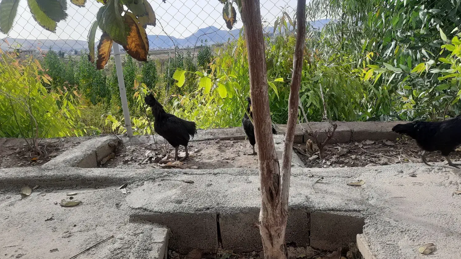 مرغ وخروس ایام سمانی|حیوانات مزرعه|سرپل ذهاب, |دیوار