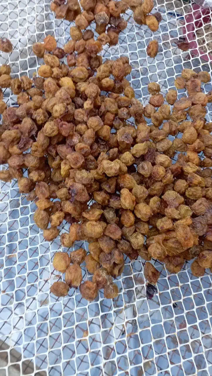 الو بخارا|خوردنی و آشامیدنی|مشهد, شهرک مهر آباد|دیوار