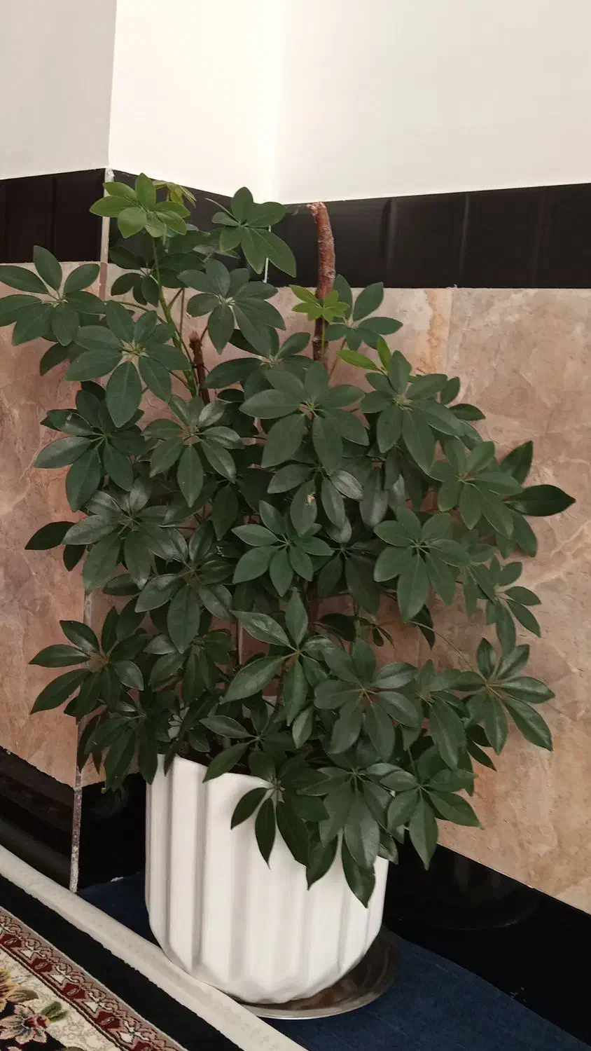 گل شفلرا|گل و گیاه طبیعی|جوانرود, |دیوار