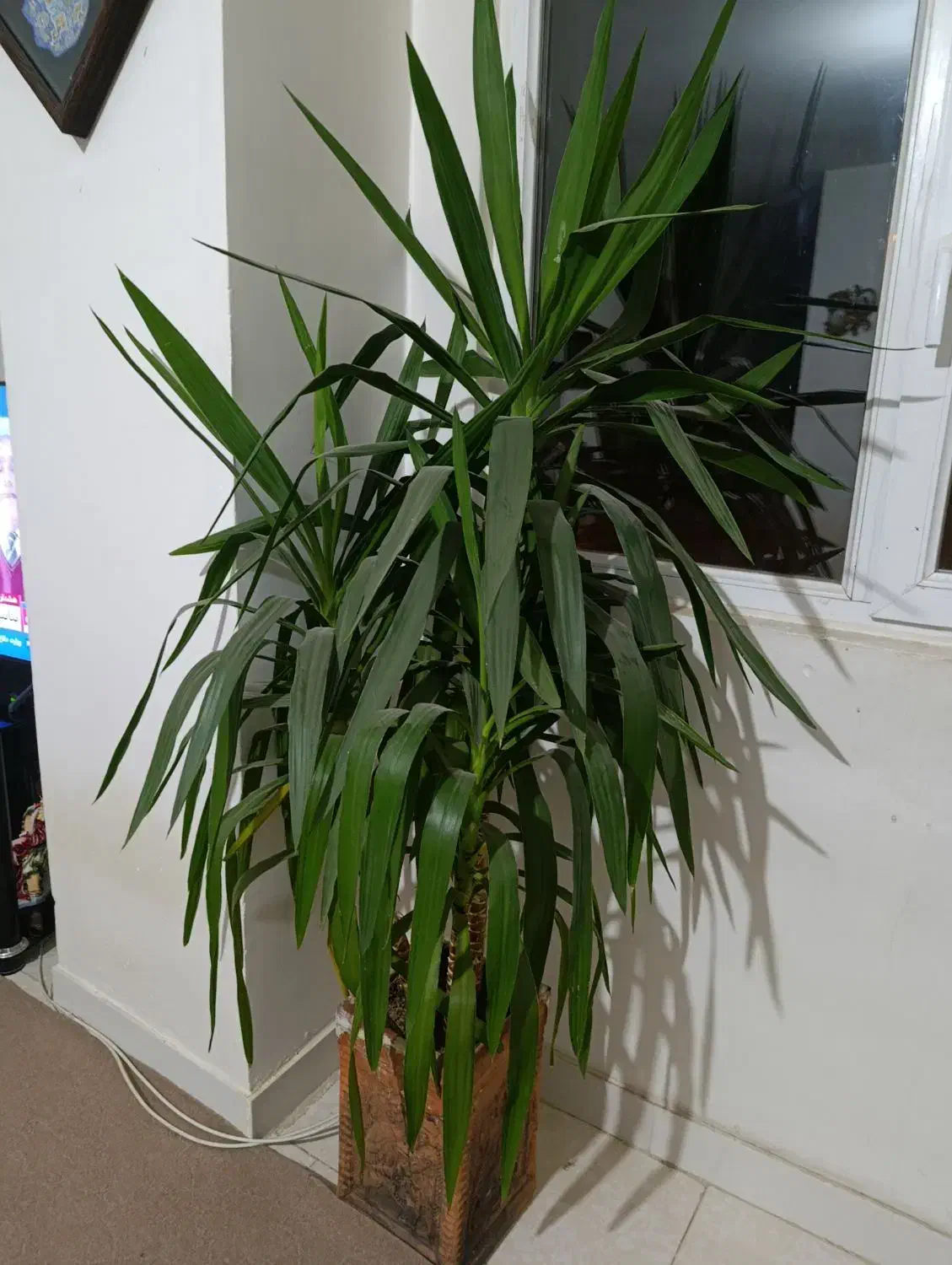 گل یوکا|گل و گیاه طبیعی|مهاجران, |دیوار